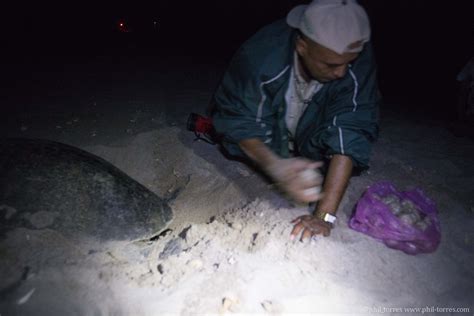 InvestEGGator Sea Turtle Eggs