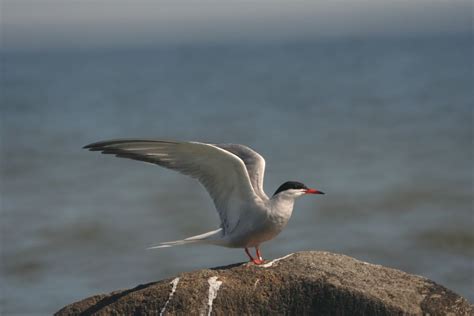 Common Tern - Sterna hirundo - Linnaeus, 1758