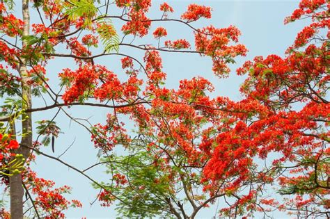 Royal Poinciana Or Flamboyant Tree Stock Photo Image Of Paradise