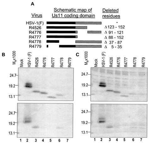 Fine Mapping Of The U S 11 Protein Domain Required For Pkr Interaction Download Scientific