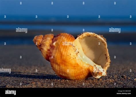 Whelk Seashells Hi Res Stock Photography And Images Alamy