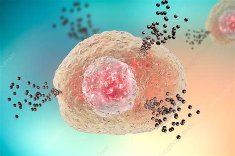 Mast cell releasing histamine, illustration - Stock Image - F017/9473 ...