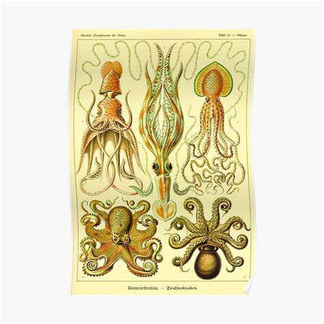 Vintage Octopus Art By Ernst Haeckel Colorful Lithograph Poster For