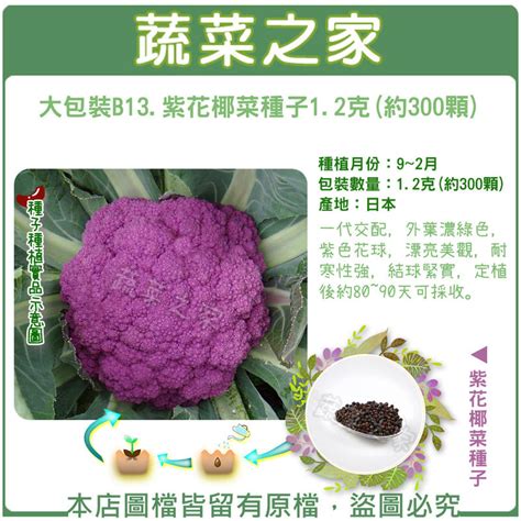 【蔬菜之家滿額免運00b13】大包裝紫花椰菜種子12克約300顆一代交配，外葉濃綠色，紫色花球 露天市集 全台最大的網路購物市集