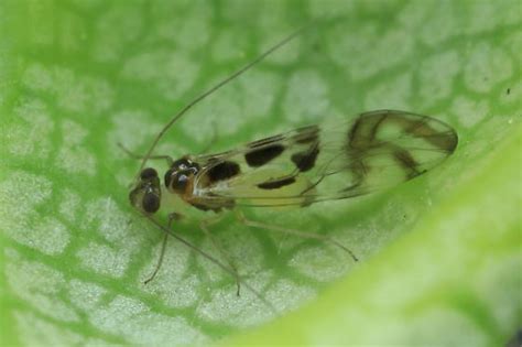 Barklouse Graphopsocus Cruciatus Bugguide Net