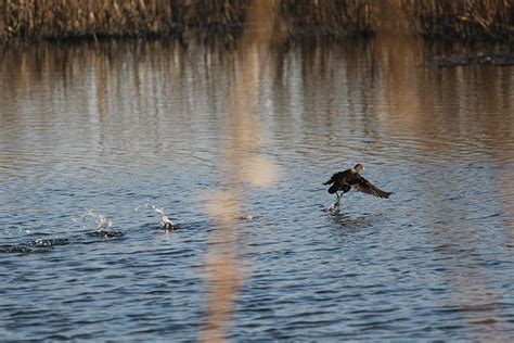 Bird Common Moorhen Ornithology - Free photo on Pixabay