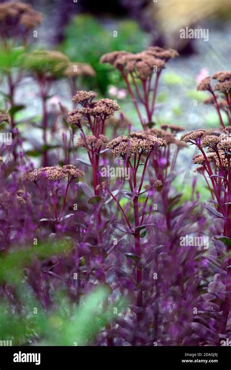 Sedum Matrona Hi Res Stock Photography And Images Alamy