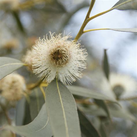 Eucalyptus Globulus Blog