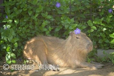 Pin On Capybaras