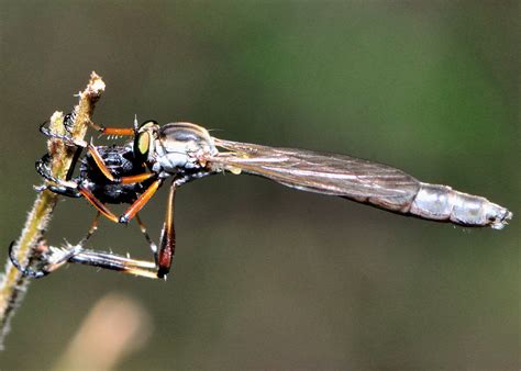 Line Legged Slender Robber Fly Leptogaster Sp