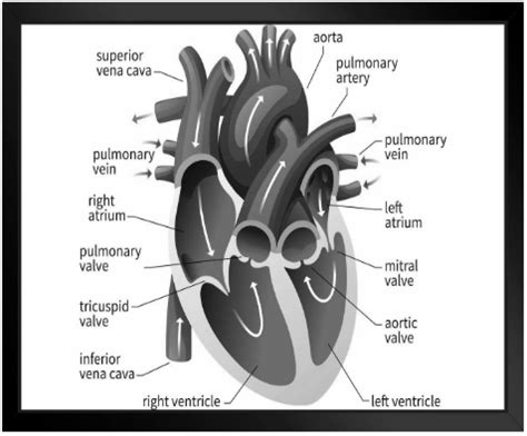 Circulatory Organs