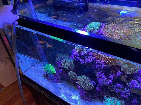 Saltwater Aquarium Maintenance Guide And Checklist Reef Tank Resource