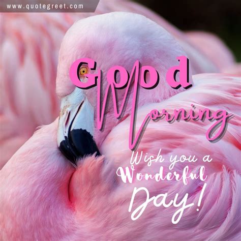 Cute Good Morning Flamingo Images Messages Wishes Quotegreet