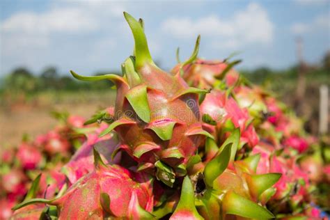 Dragon fruit at Vietnam stock image. Image of motybye - 58961825