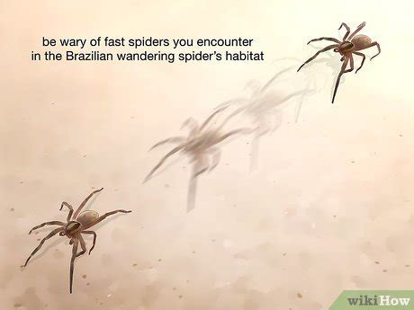 3 Ways to Identify Spiders - wikiHow