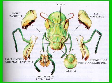 External morphology of insects