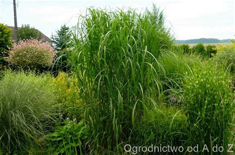 Miskant Olbrzymi Miscanthus X Giganteus Ro Liny W Obiektywie