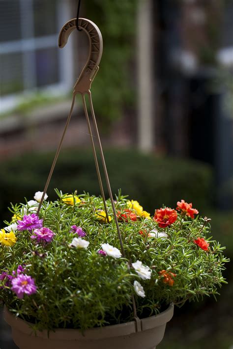 Enhance Your Exterior with Beautiful Hanging Plants