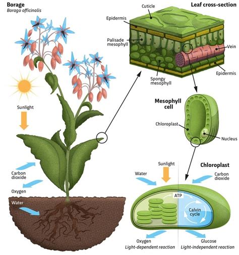 Diagram Of Photosynthesis Quizlet