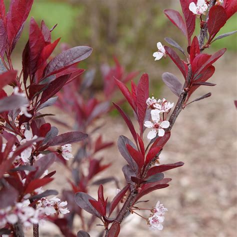 Stay Classy Purple Leaf Sand Cherry Prunus X Cistena Proven Winners