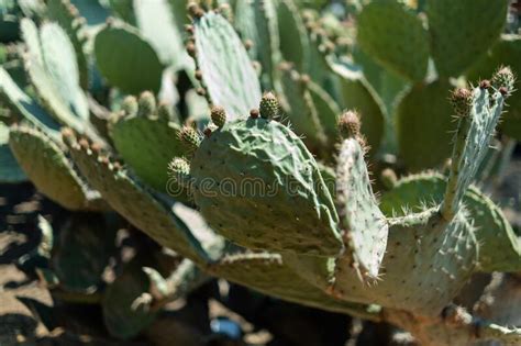 Luz Solar Brillante En La Planta Nopal Mexicana Con Fondo Borroso Foto