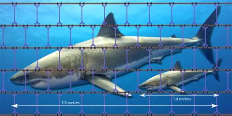 Shark Nets 2024 Atlantic Hurricane Season Noaa Predicts Above Normal