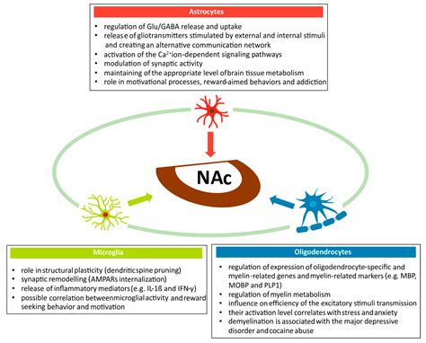 IJMS Free Full Text Neuroplasticity And Multilevel System Of