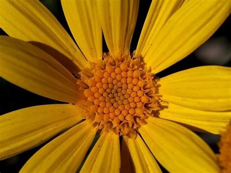 Free Picture Flowers Dew Macro