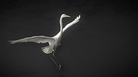 Grande Aigrette Phase 2 Photograph By Gilles Benso Fine Art America