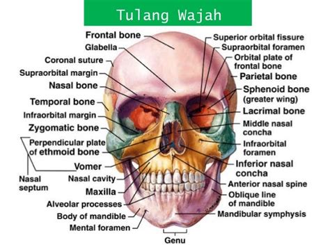 Sistem Kerangka Tulang Tengkorak