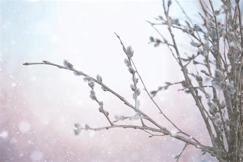 Premium Photo Pussy Willow Willow Branches Bloom Spring Concept Easter Holiday Background
