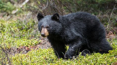 Black Bear Population by State | Official Estimates - EXOtella