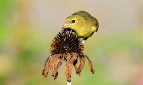 What Do American Goldfinch Eat Wildlifeful