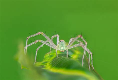 Lynx Spider Smithsonian Photo Contest Smithsonian Magazine