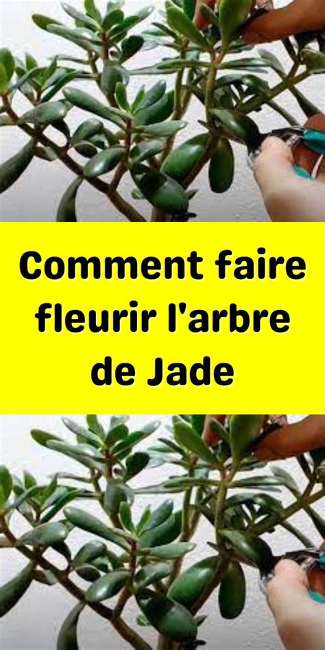 Comment Faire Fleurir L Arbre De Jade Coin Des Femmes Jardin De