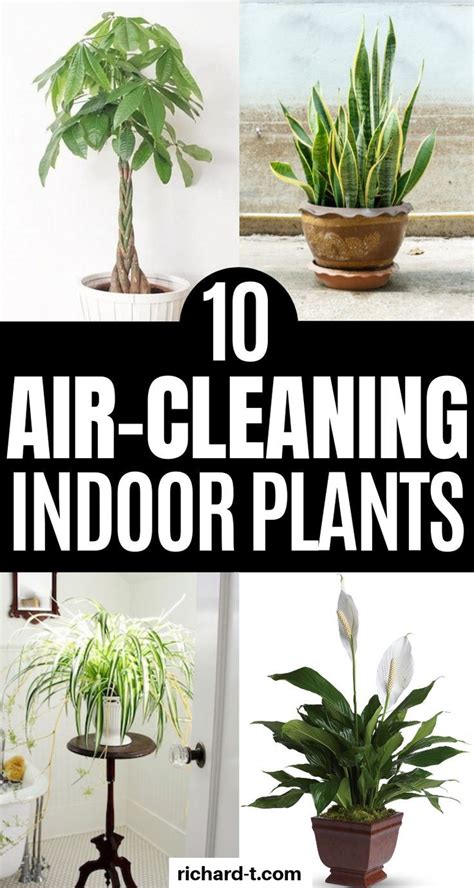 10 Indoor Air Cleaning Plants That Look Amazing Filter Your Air All