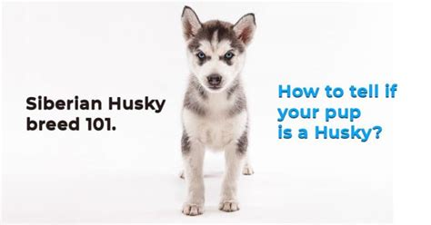 Husky Characteristics How To Tell That Your Dog Is A Siberian Husky