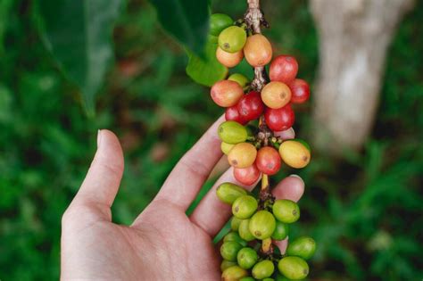 From Bean to Cup: The Ultimate Guide to Colombian Coffee – Coffee Levels