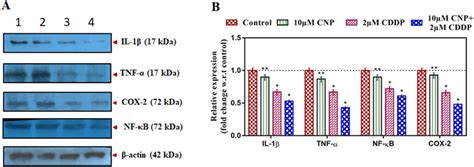 Western Blot Analysis Of Inflammatory Markers Il 1β Tnf α Cox 2