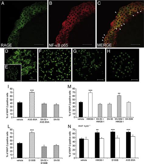 Functional Rage Nf B Axis In Adult Neural Progenitor Cells A C