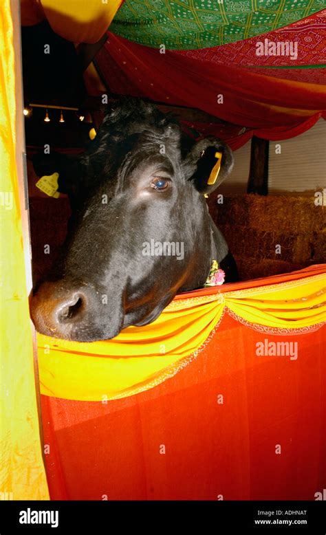 Shambo the sacred bull in his temple at Skanda Vale Hindu community near Carmarthen ...