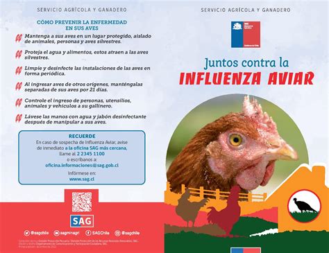 Alerta Por Influenza Aviar Medidas Para Evitar El Contagio En Aves De