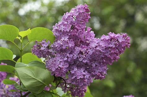 Tips For Growing Lilac Bushes | Gardening Know How