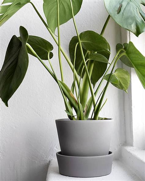 Mk Design Ikea Pot Ikea Plants Plant Decor Interior Plants