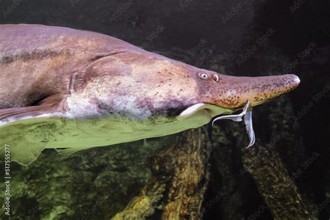 Beluga fish (Huso huso) is a fish of the sturgeon family (Acipenseridae ...