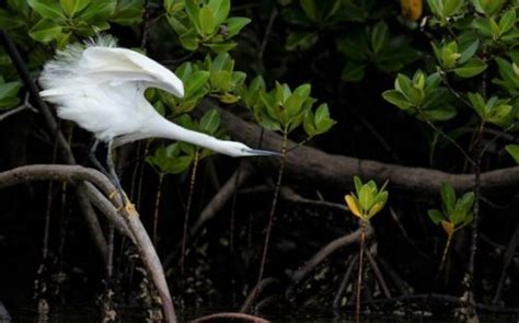 La Cop Finaliza Con Un Acuerdo Hist Rico Por La Biodiversidad