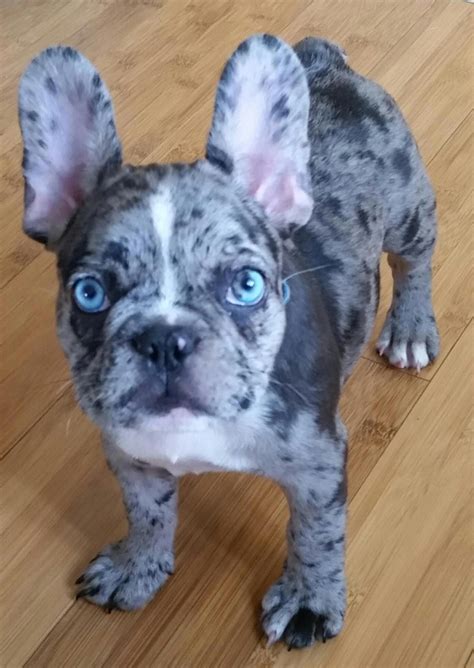 French Bulldog With Spots In 2023 The Ultimate Guide Bulldogs