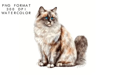 Watercolor Ragdoll Cat Sublimation Graphic By Watercolorbykr Creative