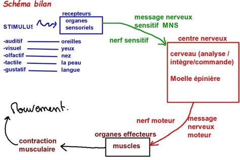 Système Nerveux Et Comportement Responsable Mon Cours De Svt