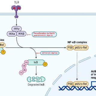 The Pi K Akt Signaling Pathway H S Donors Gyy And Nahs Increase